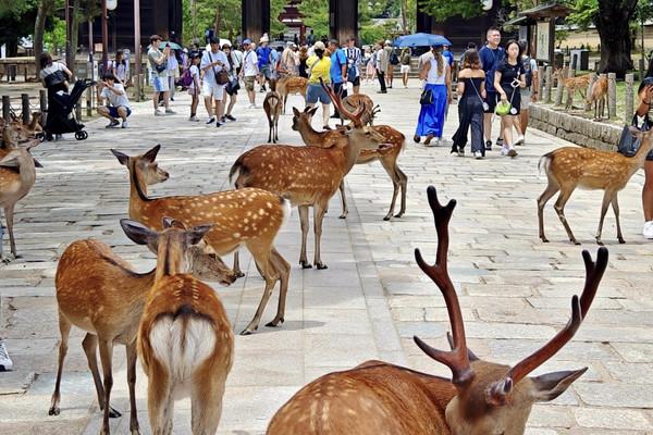 Osaka - Nara Deer Park